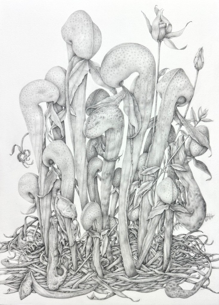 Exhibition: Curious Allies:Mutualism In Fungi,Parasites and Carnivores - The Fifth New York Botanical Gardens Triennial
Private collection 