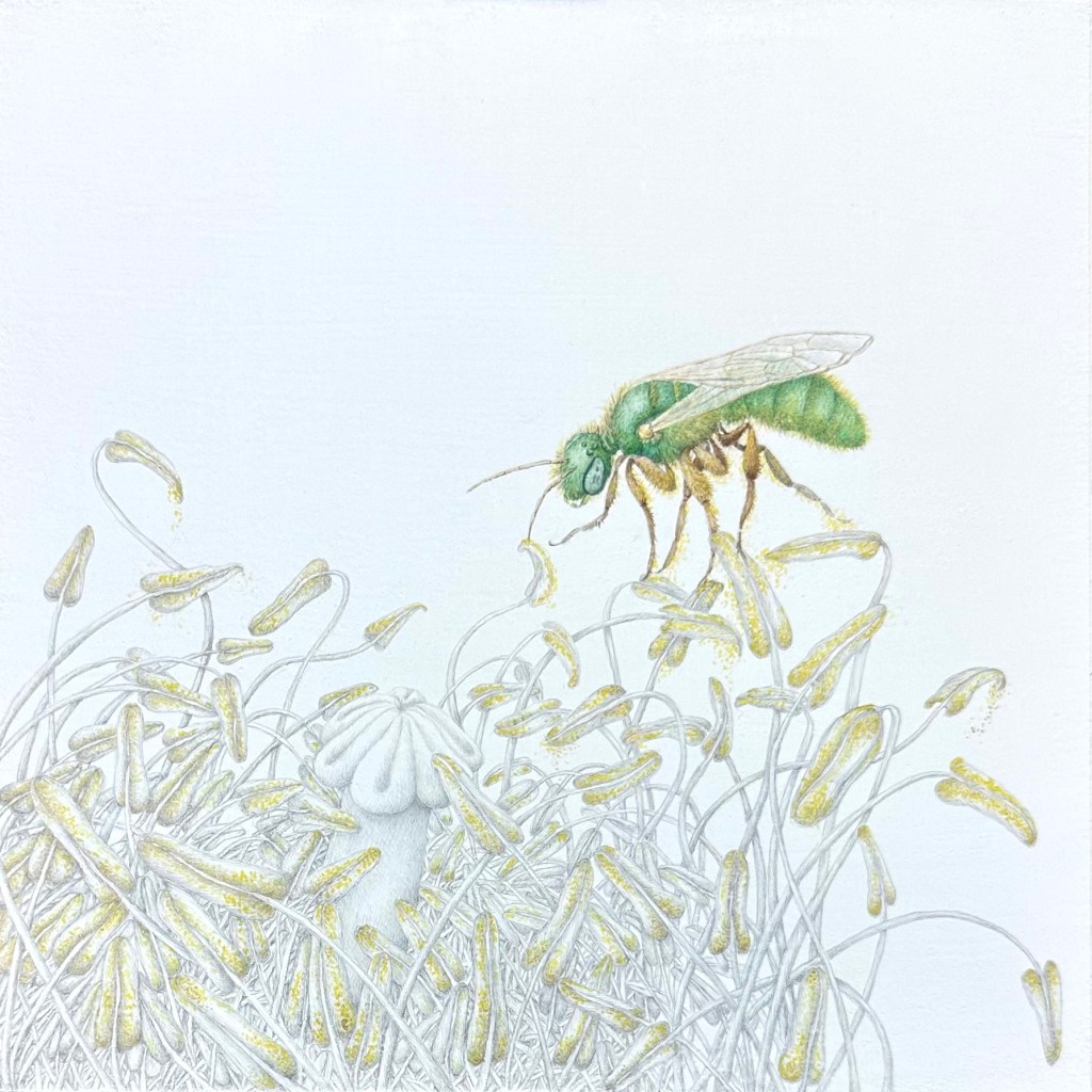Exhibition: American Society of Botanical Artists 28th Annual International Exhibition