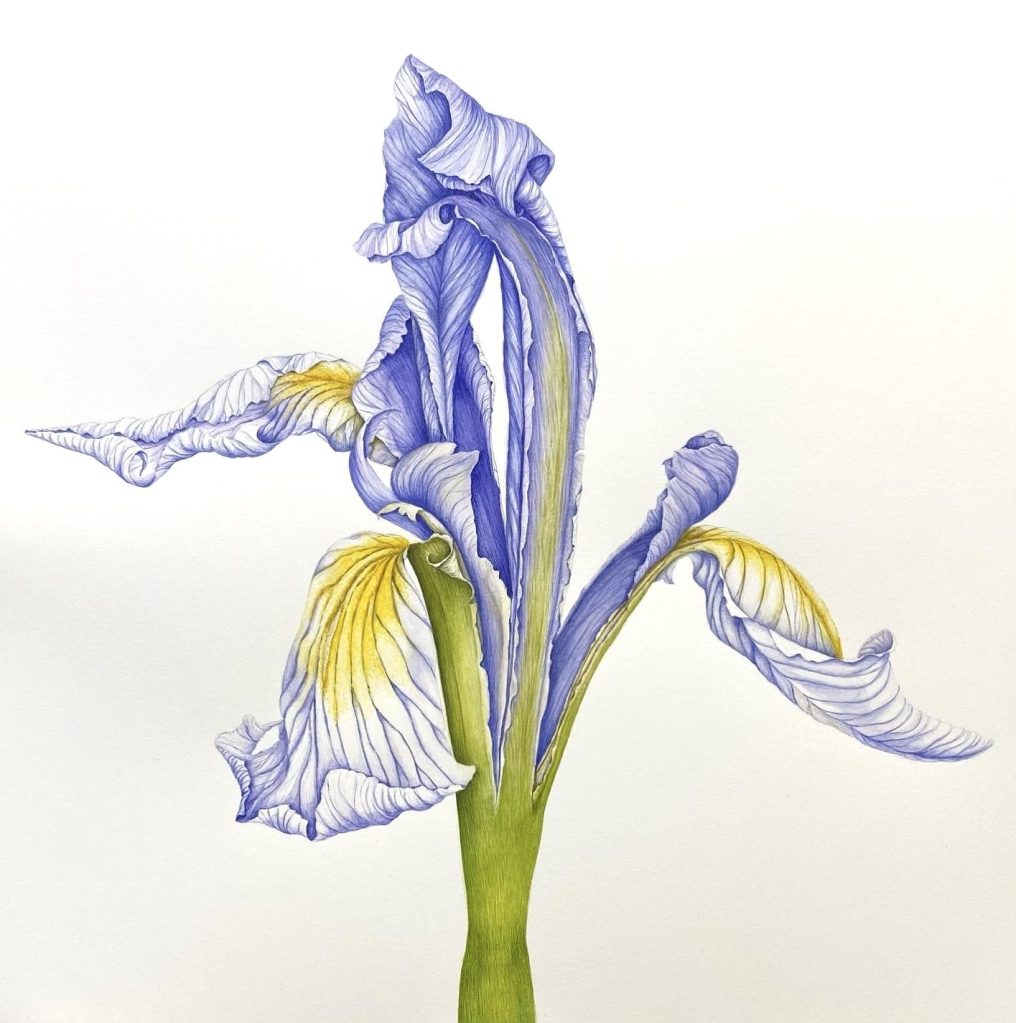 Iris missouriensis bud
Western Blue Flag Iris